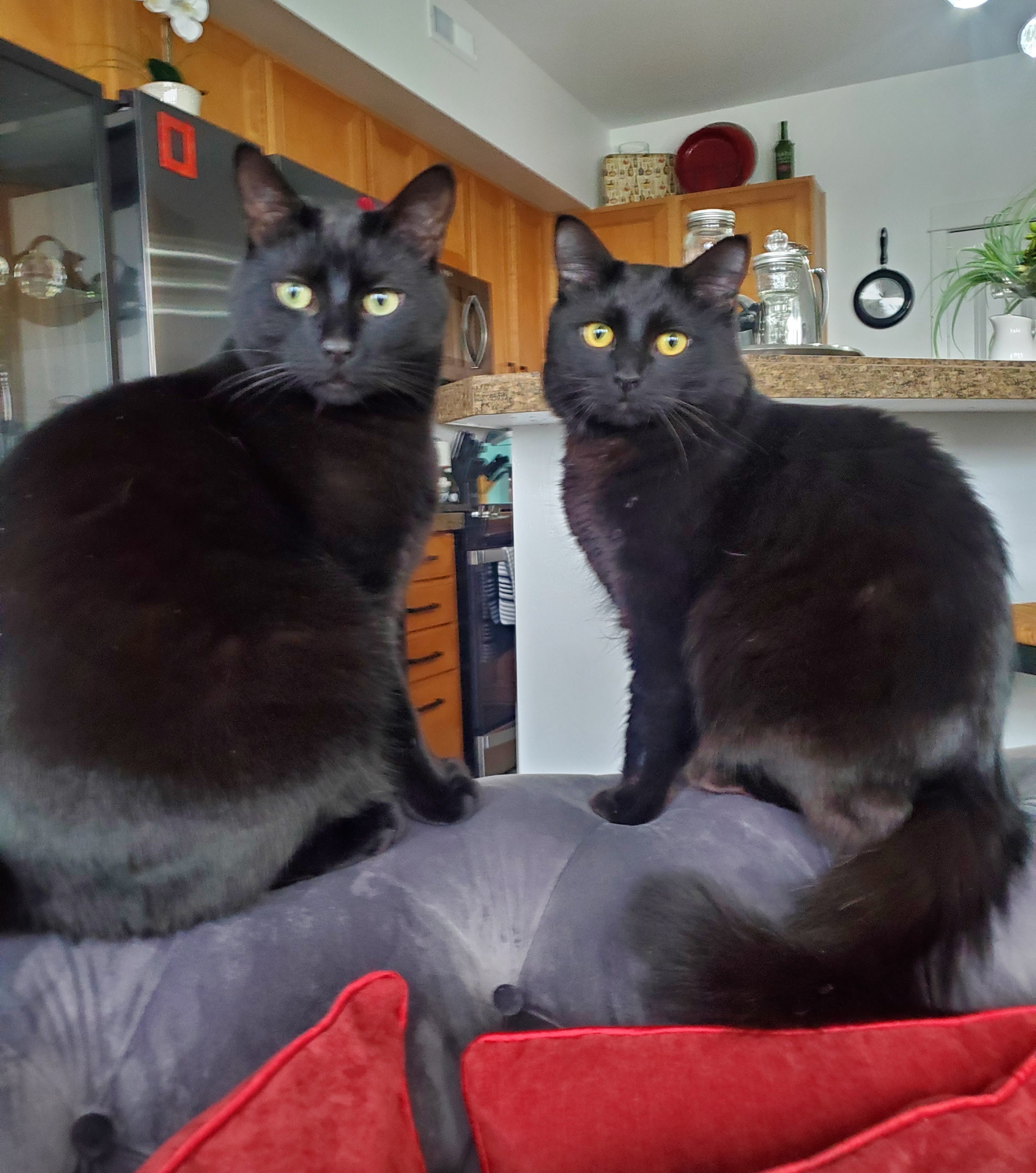 Cinder & Smokey.jpg